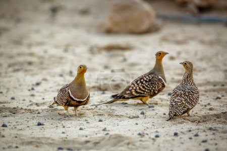 Namaqua sandgrouse males meeting female in Kgalagadi transfrontier park, South Africa; specie Pterocles namaqua family of Pteroclidae