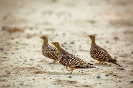 Photo for Namaqua sandgrouse males meeting female in Kgalagadi transfrontier park, South Africa; specie Pterocles namaqua family of Pteroclidae - Royalty Free Image