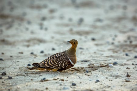 Photo for Namaqua sandgrouse male in sand ground level in Kgalagadi transfrontier park, South Africa; specie Pterocles namaqua family of Pteroclidae - Royalty Free Image