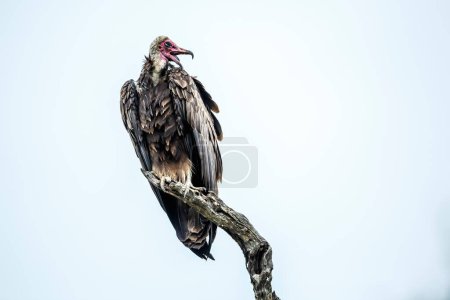 Hooded vulture isolated in white background in Kruger National park, South Africa ; Specie family Necrosyrtes monachus of Accipitridae