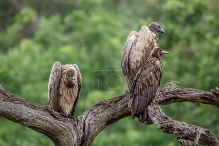 Photo for Hooded vulture and White backed Vulture in Kruger National park, South Africa ; Specie Necrosyrtes monachus and Gyps africanus family of Accipitridae - Royalty Free Image