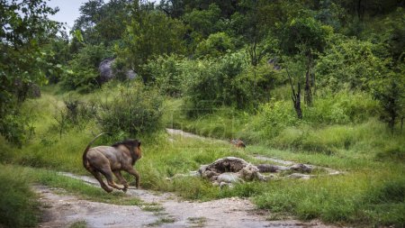 Téléchargez les photos : Lion africain mâle chassant le chacal sur ses proies dans le parc national Kruger, Afrique du Sud ; espèce Panthera leo famille des Felidae - en image libre de droit