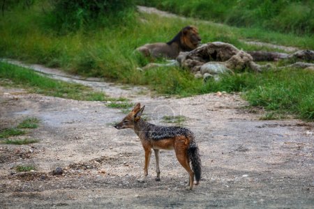 Téléchargez les photos : Chacal à dos noir observant le lion avec ses proies dans le parc national de Kruger, en Afrique du Sud ; famille des Canidae de l'espèce Canis mesomelas - en image libre de droit