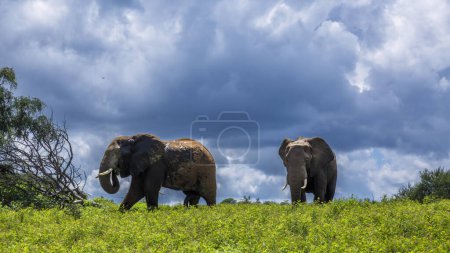 Foto de Dos elefantes arbustivos africanos en prado de flores amarillas en el Parque Nacional Kruger, Sudáfrica; Especie Loxodonta africana familia de Elephantidae - Imagen libre de derechos