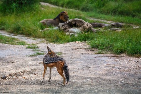 Téléchargez les photos : Chacal à dos noir observant le lion avec ses proies dans le parc national de Kruger, en Afrique du Sud ; famille des Canidae de l'espèce Canis mesomelas - en image libre de droit