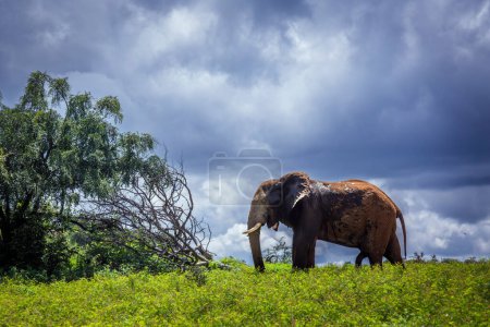 Foto de Elefante arbusto africano en pradera de flores amarillas y cielo nublado en el Parque Nacional Kruger, Sudáfrica; Especie Loxodonta africana familia de Elephantidae - Imagen libre de derechos