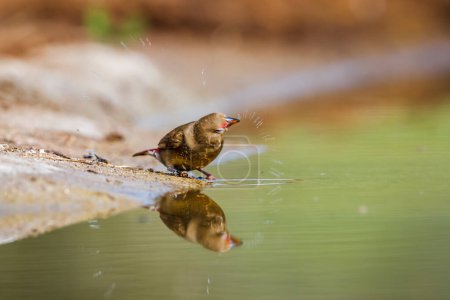 Téléchargez les photos : Firefinch à bec rouge femelle dans un trou d'eau dans le parc national Kruger, Afrique du Sud ; famille d'espèces Lagonosticta senegala of Estrildidae - en image libre de droit