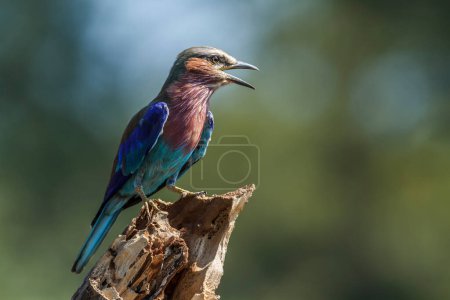Photo for Lilac breasted roller standing on a trunk isolated in natural background in Kruger National park, South Africa ; Specie Coracias caudatus family of Coraciidae - Royalty Free Image