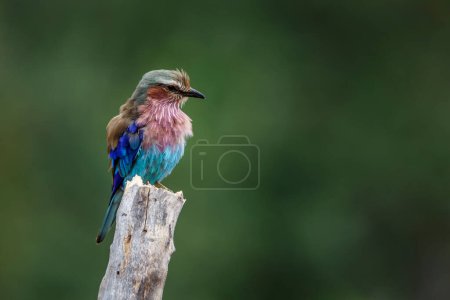 Photo for Lilac breasted roller standing on a trunk isolated in natural background in Kruger National park, South Africa ; Specie Coracias caudatus family of Coraciidae - Royalty Free Image