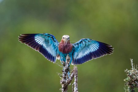Photo for Lilac breasted roller landing on a branch spread wings in Kruger National park, South Africa ; Specie Coracias caudatus family of Coraciidae - Royalty Free Image