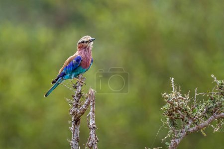 Photo for Lilac breasted roller standing on a branch isolated in natural background in Kruger National park, South Africa ; Specie Coracias caudatus family of Coraciidae - Royalty Free Image