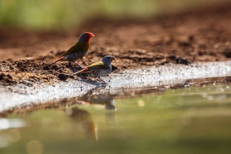 Téléchargez les photos : Couple Pytilia à ailes vertes buvant au point d'eau du parc national Kruger, Afrique du Sud ; famille des Estrildidae Pytilia melba - en image libre de droit