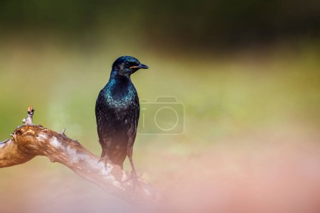 Photo for Burchell Glossy Starling standing on a branch isolated in natural background in Kruger National park, South Africa ; Specie Lamprotornis australis family of Sturnidae - Royalty Free Image
