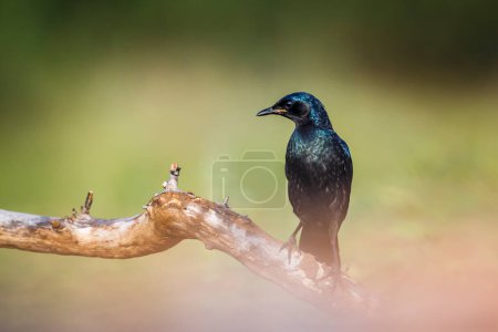 Photo for Burchell Glossy Starling standing on a branch isolated in natural background in Kruger National park, South Africa ; Specie Lamprotornis australis family of Sturnidae - Royalty Free Image