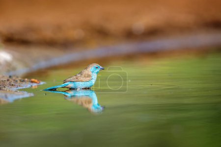 Téléchargez les photos : Blue-breasted Cordonbleu bathing in waterhole in Kruger National park, South Africa ; famille des Estrildidae Uraeginthus angolensis - en image libre de droit