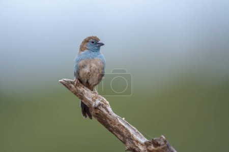 Téléchargez les photos : Blue-breasted Cordonbleu standing on a branch isolated in natural background in Kruger National park, South Africa ; Espie Uraeginthus angolensis family of Estrildidae - en image libre de droit