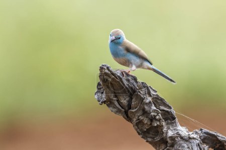 Téléchargez les photos : Cordonbleu à poitrine bleue dans le parc national Kruger, Afrique du Sud ; famille des Estrildidae Uraeginthus angolensis - en image libre de droit