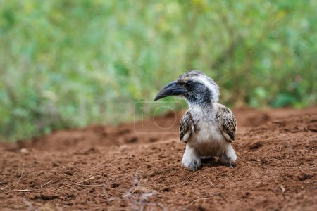 Téléchargez les photos : Bruant gris sur le terrain dans le parc national Kruger, Afrique du Sud ; famille des Bucerotidae de l'espèce Tockus nasutus - en image libre de droit