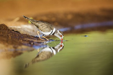 Foto de Plover de tres bandas bebiendo en el abrevadero con reflejo en el Parque Nacional Kruger, Sudáfrica; Especie Charadrius tricollaris familia de Charadriidae - Imagen libre de derechos