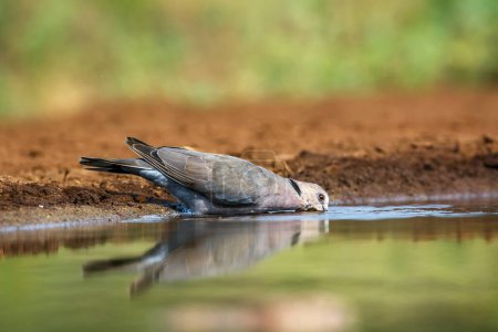 Photo for Red-eyed Dove drinking in waterhole in Kruger National park, South Africa ; Specie Streptopelia semitorquata family of Columbidae - Royalty Free Image