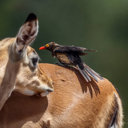 Photo for Red billed Oxpecker grooming common impala in Kruger National park, South Africa ; Specie Buphagus erythrorhynchus family of Buphagidae and Specie Aepyceros melampus family of Bovidae - Royalty Free Image