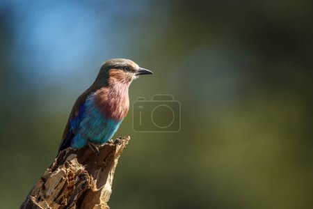 Photo for Lilac breasted roller standing on a log isolated in natural background in Kruger National park, South Africa ; Specie Coracias caudatus family of Coraciidae - Royalty Free Image