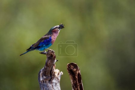 Photo for Lilac breasted roller eating a bug in Kruger National park, South Africa ; Specie Coracias caudatus family of Coraciidae - Royalty Free Image