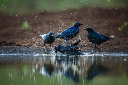 Foto de Cape Glossy Starling family taking bath in waterhole in Kruger National park, Sudáfrica; Specie Lamprotornis nitens family of Sturnidae - Imagen libre de derechos