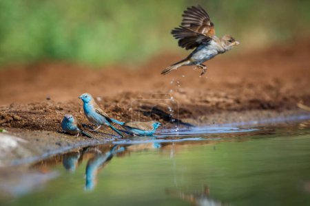 Téléchargez les photos : Blue-breasted Cordonbleu in waterhole and Southern Grey headed Sparrow flying in Kruger National park, South Africa ; famille des Estrildidae Uraeginthus angolensis - en image libre de droit