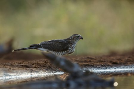 Photo for Shikra drinking at waterhole at dawn in Kruger National park, South Africa ; Specie Accipiter badius family of Accipitridae - Royalty Free Image