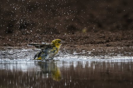 Téléchargez les photos : Tisseur à tête rouge se baignant dans un trou d'eau dans le parc national Kruger, Afrique du Sud ; espèce Anaplectes rubriceps famille des Ploceidae - en image libre de droit