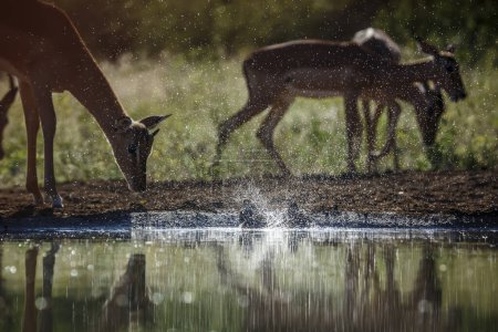 Photo for Common Impala splashed by oxpecker at waterhole in Kruger National park, South Africa ; Specie Aepyceros melampus family of Bovidae - Royalty Free Image