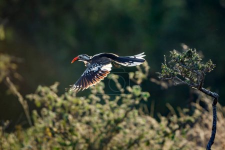 Téléchargez les photos : Pic à bec rouge du Sud volant en contre-jour dans le parc national Kruger, en Afrique du Sud ; famille des Bucerotidae de l'espèce Tockus rufirostris - en image libre de droit