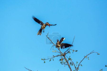 Téléchargez les photos : Deux Corneilles à bec rouge du Sud lors d'un combat isolé dans le ciel bleu du parc national Kruger, en Afrique du Sud ; famille des Bucerotidae de l'espèce Tockus rufirostris - en image libre de droit