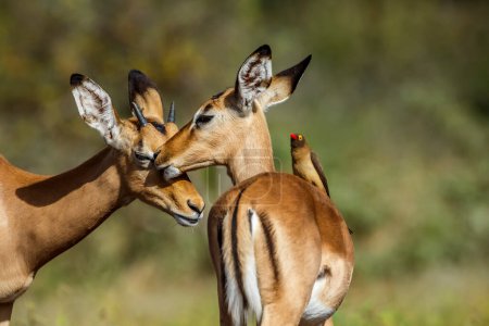 Photo for Two young Common impala  bonding and Red billed Oxpecker in Kruger National park, South Africa ; Specie Aepyceros melampus family of Bovidae and Specie Buphagus erythrorhynchus family of Buphagidae - Royalty Free Image