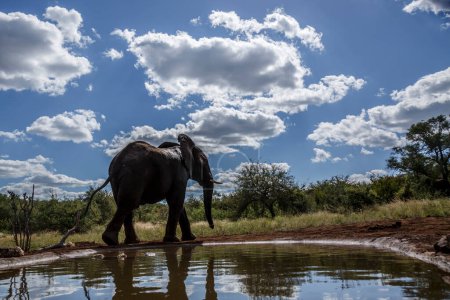 Téléchargez les photos : Éléphant d'Afrique marchant le long d'un trou d'eau dans le parc national Kruger, Afrique du Sud ; espèce Loxodonta africana famille des Elephantidae - en image libre de droit