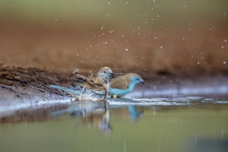Téléchargez les photos : Deux Cordonbleus à poitrine bleue se baignant dans un trou d'eau dans le parc national Kruger, en Afrique du Sud ; famille des Estrildidae Uraeginthus angolensis - en image libre de droit