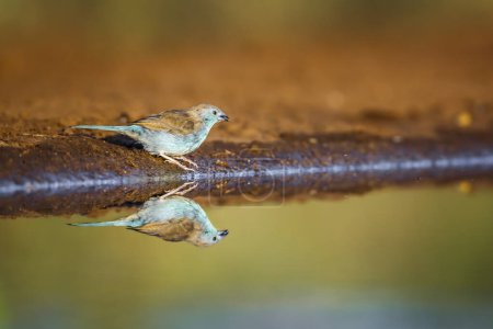Téléchargez les photos : Blue-breasted Cordonbleu along waterhole with reflection in Kruger National park, South Africa ; famille des Estrildidae Uraeginthus angolensis - en image libre de droit