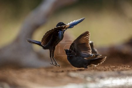 Téléchargez les photos : Deux jeunes Cape Glossy Starling se battent dans le parc national de Kruger, en Afrique du Sud ; Famille des Sturnidae Lamprotornis nitens - en image libre de droit