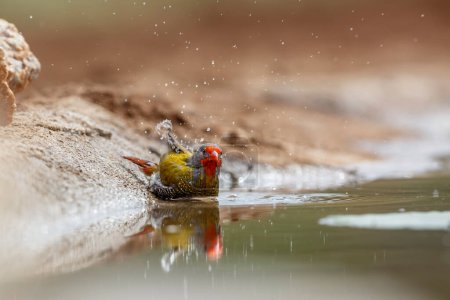 Téléchargez les photos : Pytilia à ailes vertes mâle se baignant dans un trou d'eau dans le parc national Kruger, Afrique du Sud ; famille des Estrildidae Pytilia melba - en image libre de droit