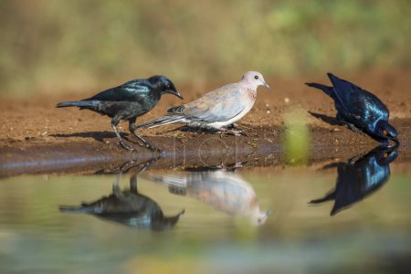 Photo for Laughing Dove and Cape Glossy Starling in Kruger National park, South Africa ; Specie Streptopelia senegalensis and Lamprotornis nitens - Royalty Free Image