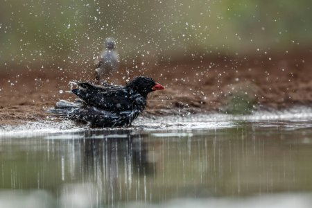 Photo for Red billed Buffalo Weaver bathing in waterhole in Kruger National park, South Africa ; Specie Bubalornis niger family of Ploceidae - Royalty Free Image