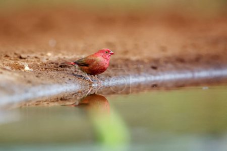 Téléchargez les photos : Raffinerie à bec rouge le long d'un trou d'eau dans le parc national Kruger, Afrique du Sud ; famille des espèces Lagonosticta senegala of Estrildidae - en image libre de droit