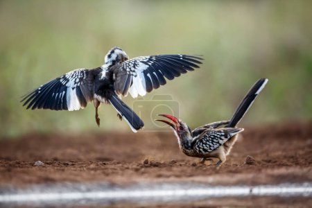 Téléchargez les photos : Deux Corneilles à bec rouge du Sud combattant sur le terrain dans le parc national Kruger, en Afrique du Sud ; famille des Bucerotidae de l'espèce Tockus rufirostris - en image libre de droit