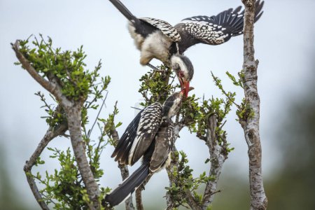 Téléchargez les photos : Deux Beignets à bec rouge du Sud se battant sur un arbuste dans le parc national Kruger, en Afrique du Sud ; famille des Bucerotidae de la famille des Tockus rufirostris - en image libre de droit