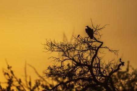 Photo for Hooded vulture perching on a tree at sunset in Kruger National park, South Africa ; Specie family Necrosyrtes monachus of Accipitridae - Royalty Free Image