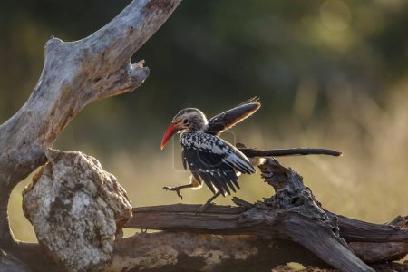 Téléchargez les photos : Pic à bec rouge du Sud volant sur une bille dans le parc national Kruger, Afrique du Sud ; famille des Bucerotidae de l'espèce Tockus rufirostris - en image libre de droit