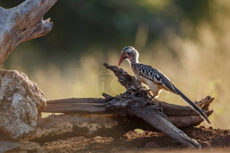 Téléchargez les photos : Pic à bec rouge du Sud debout sur une bille à l'aube dans le parc national Kruger, Afrique du Sud ; famille des Bucerotidae de l'espèce Tockus rufirostris - en image libre de droit