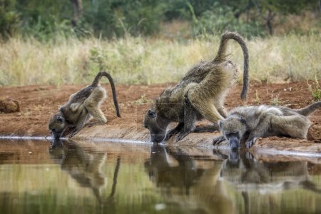 Téléchargez les photos : Trois babouins Chacma buvant dans un trou d'eau dans le parc national Kruger, Afrique du Sud ; espèce Papio ursinus family of Cercopithecidae - en image libre de droit