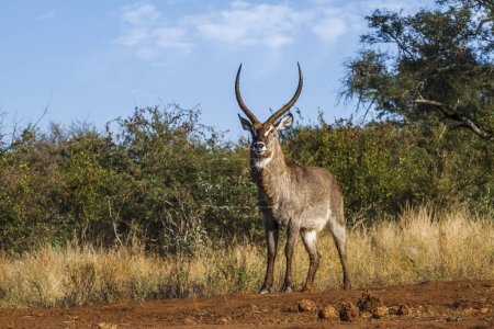 Wasserbockmajestätisches gehörntes Männchen im Kruger-Nationalpark, Südafrika; Familie Kobus ellipsiprymnus von Bovidae